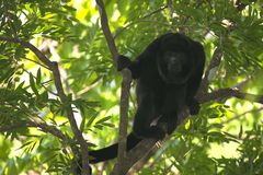 Schwarzer Brüllaffe (Alouatta caraya), Costa Rica