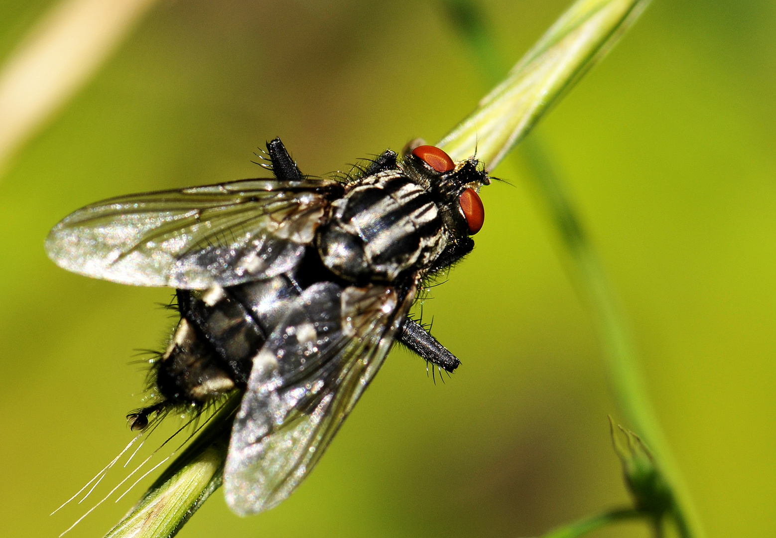 Schwarzer Brummer