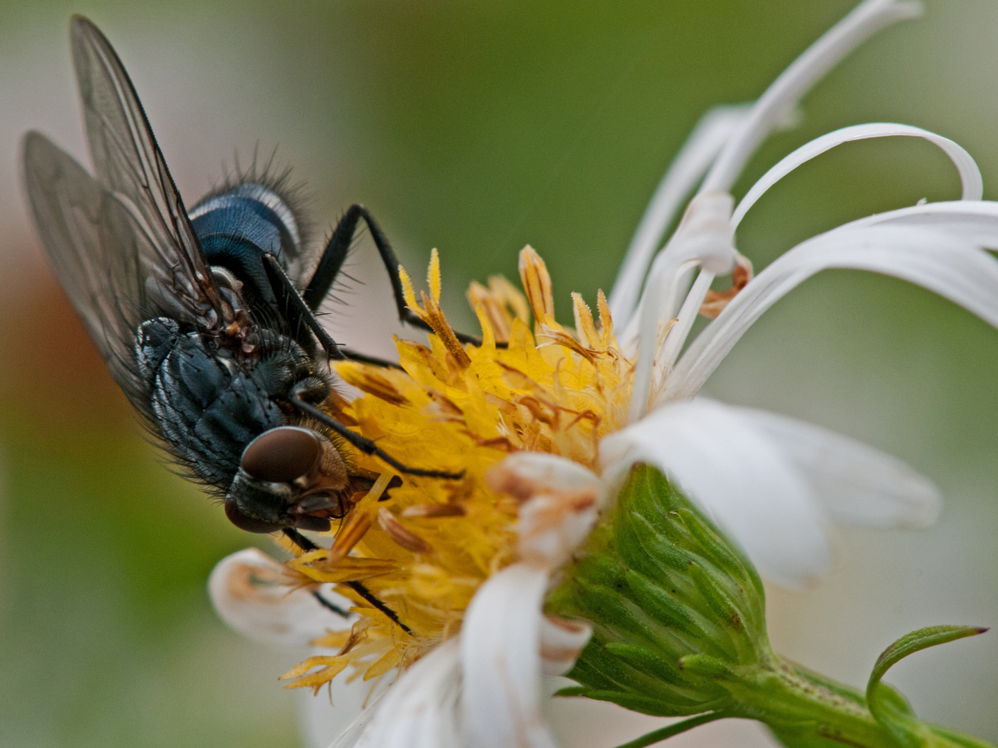 Schwarzer Brummer