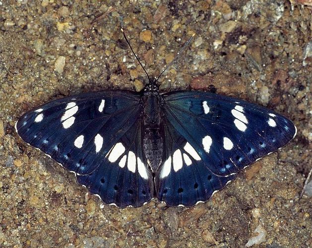 Schwarzer Eisvogel (Limenitis reducta) (1)