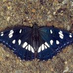 Schwarzer Eisvogel (Limenitis reducta) (1)