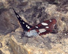 Schwarzer Eisvogel (Limenitis reducta) (2)