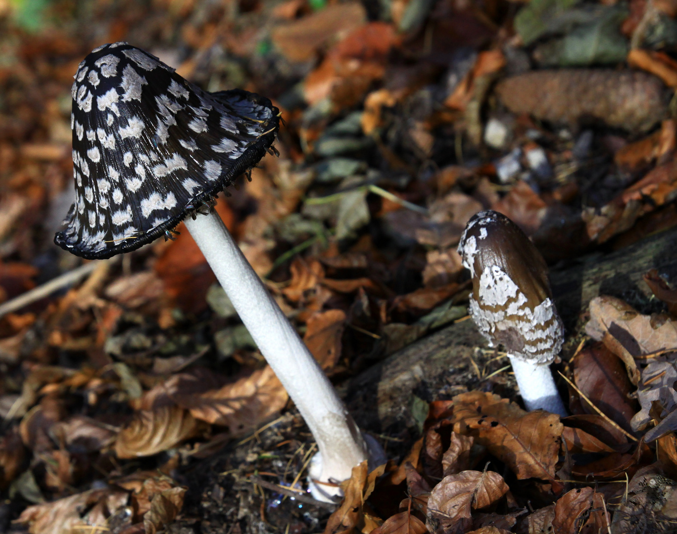 Schwarzer Fliegenpilz?