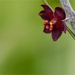 Schwarzer Germer (Veratrum nigrum).