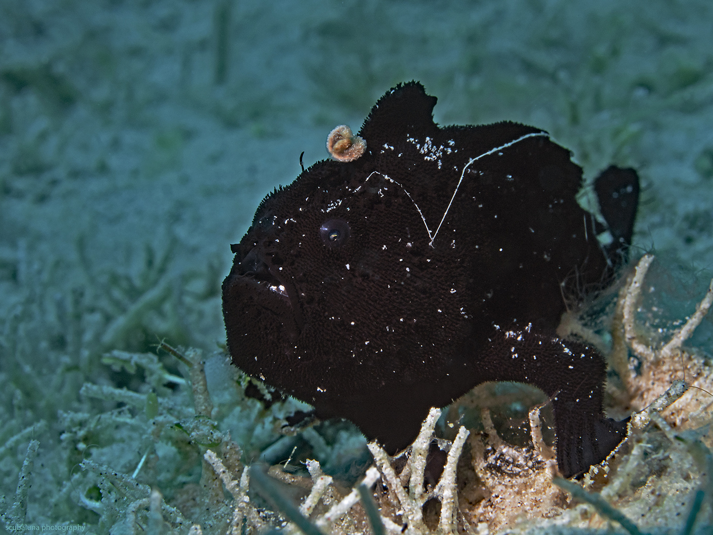 Schwarzer gestreifter Anglerfisch