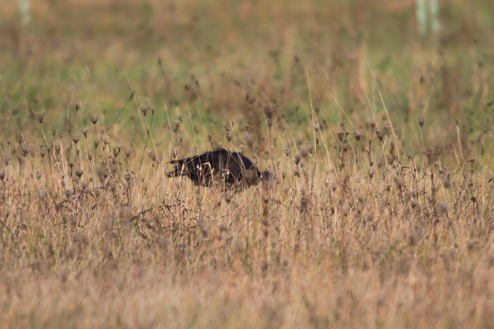 Schwarzer großer Vogel; was könnte das sein?