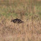 Schwarzer großer Vogel; was könnte das sein?