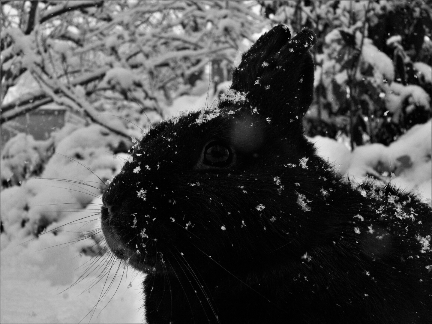 Schwarzer Hase im Schnee