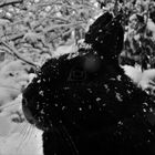 Schwarzer Hase im Schnee