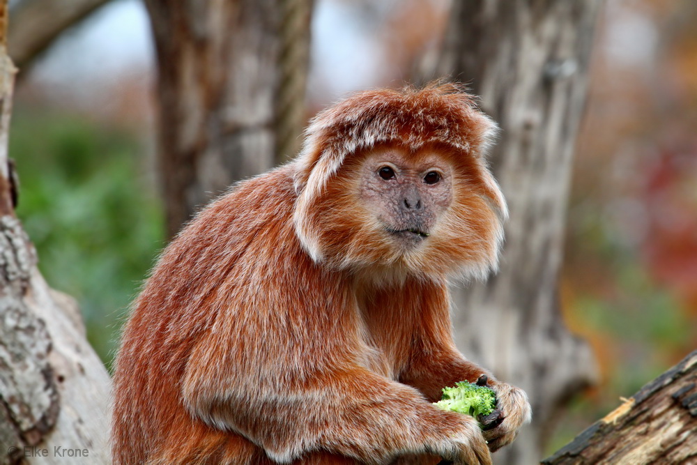 schwarzer Haubenlangur