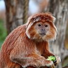 schwarzer Haubenlangur