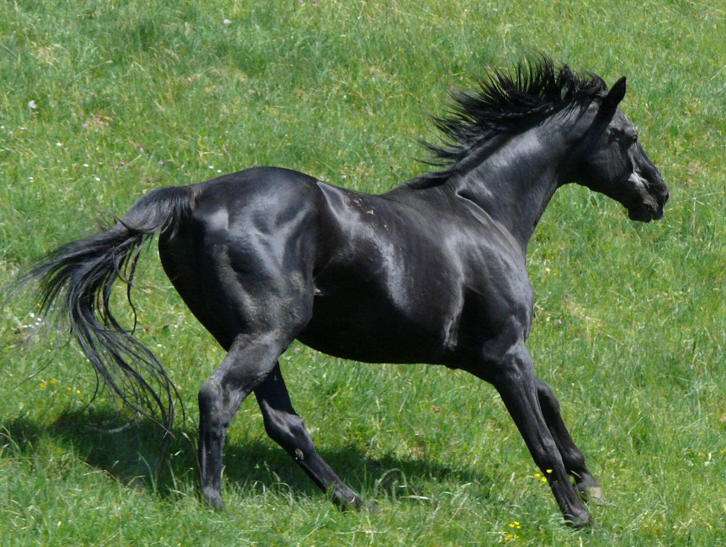 Schwarzer Hengst Foto & Bild tiere, haustiere, pferde, esel