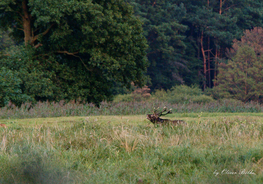 schwarzer Hirsch