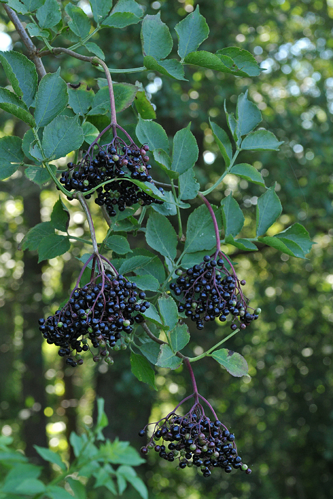 Schwarzer Holunder: Die Beeren sind reif