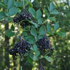 Schwarzer Holunder: Die Beeren sind reif