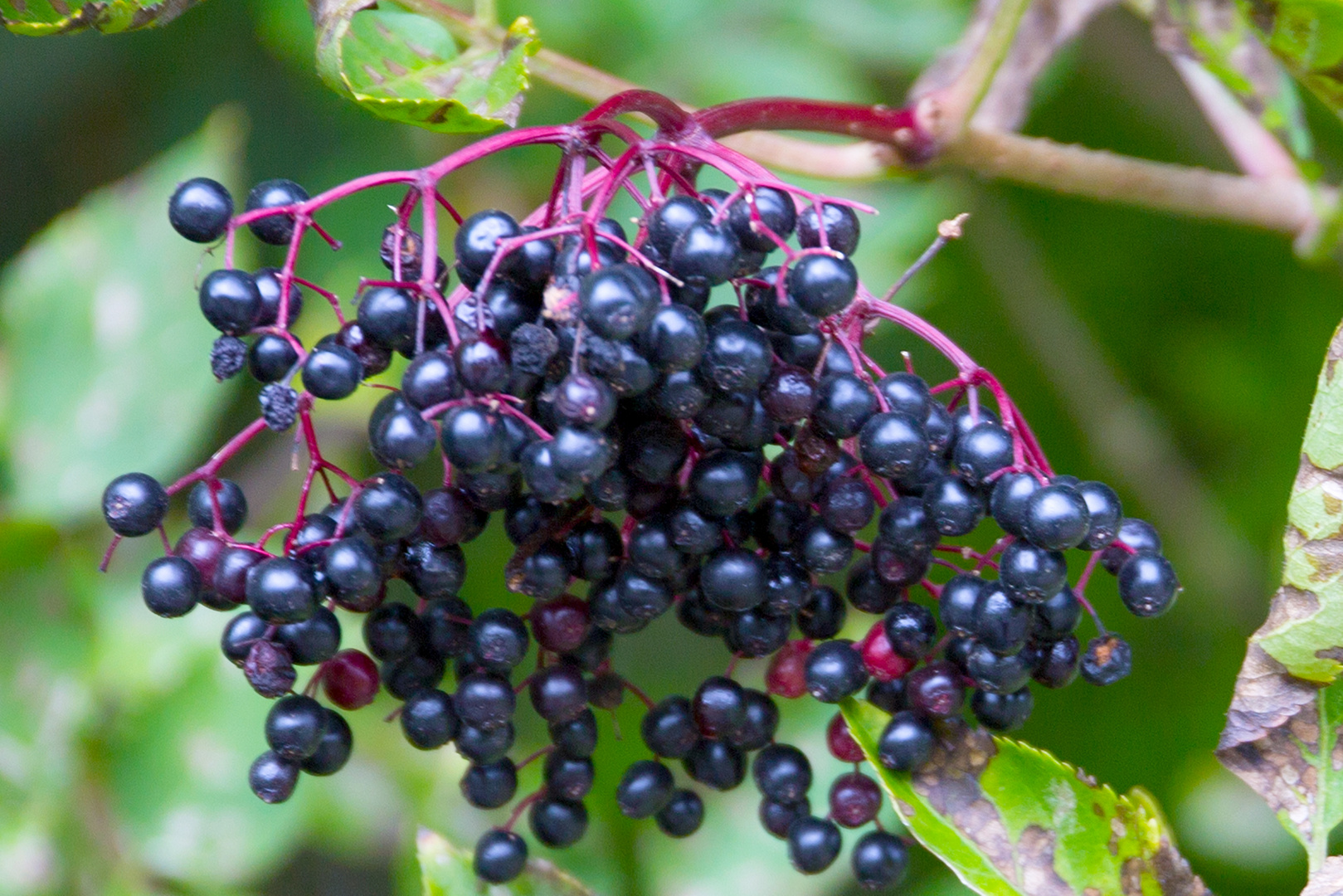 Schwarzer Holunder (Sambucus nigra)