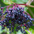 Schwarzer Holunder (Sambucus nigra)