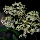 Schwarzer Holunder (Sambucus nigra) 