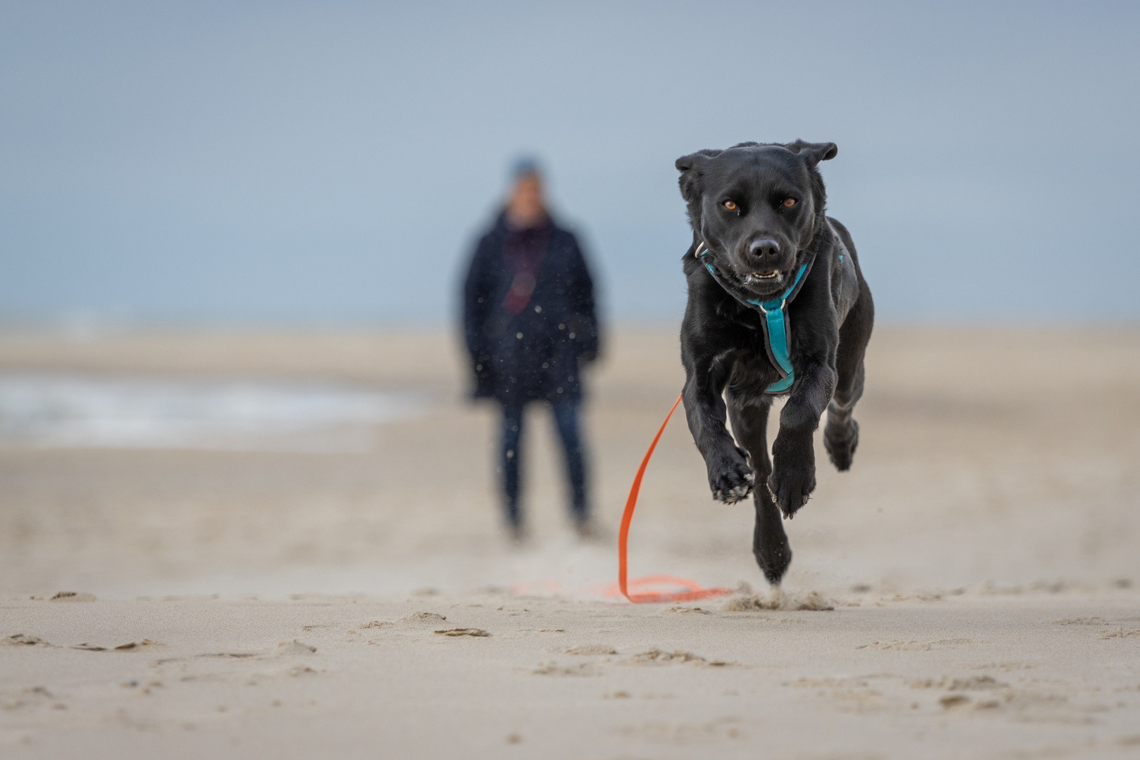 Schwarzer Hund am weißen Strand (Hvide Sande)