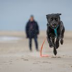 Schwarzer Hund am weißen Strand (Hvide Sande)