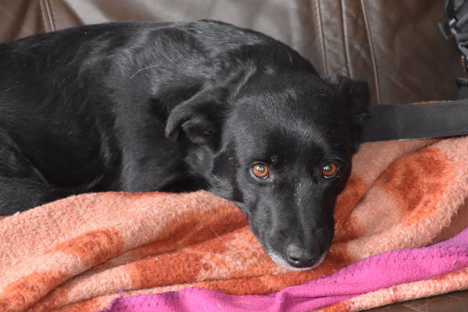 schwarzer Hund auf dem Sessel