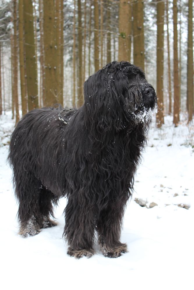 schwarzer Hund Foto & Bild tiere, hund, schwarz Bilder auf