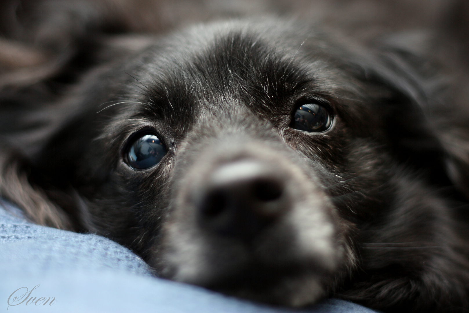 Schwarzer Hund Hundchen Foto Bild Tiere Haustiere Hunde Bilder Auf Fotocommunity