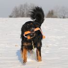 Schwarzer Hund im Schnee