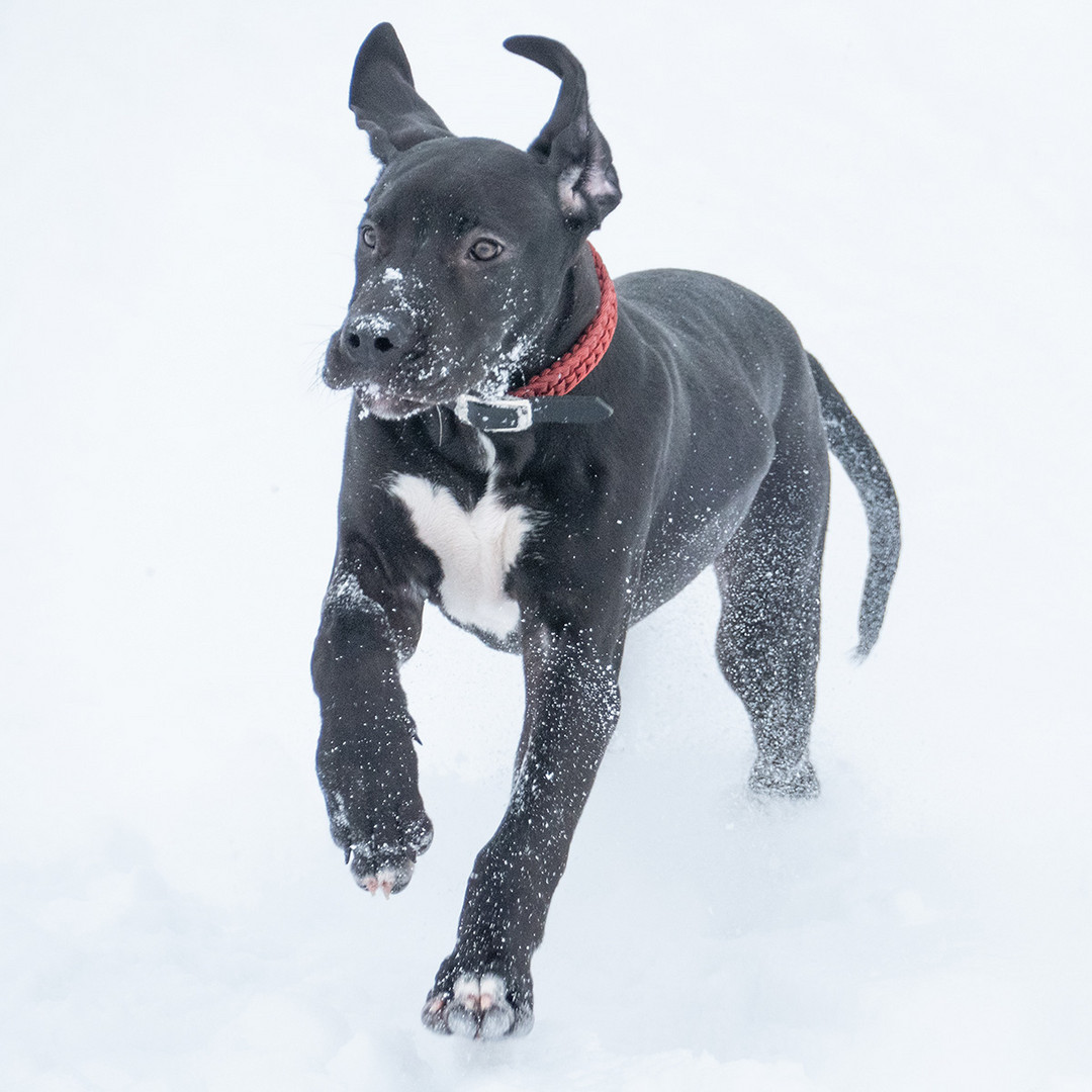 Schwarzer Hund in weißem Schnee