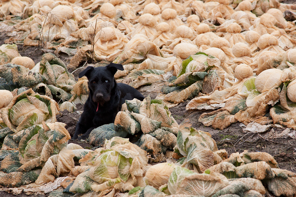 Schwarzer Hund mit unterschiedlicher Augenfarbe ....