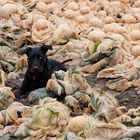 Schwarzer Hund mit unterschiedlicher Augenfarbe ....