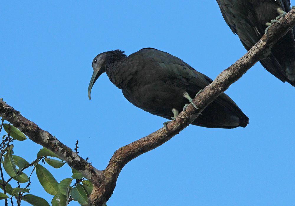 Schwarzer Ibis