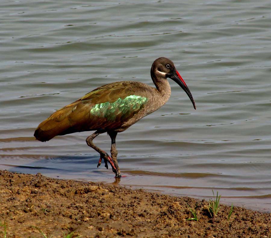 schwarzer Ibis