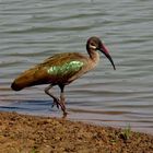 schwarzer Ibis