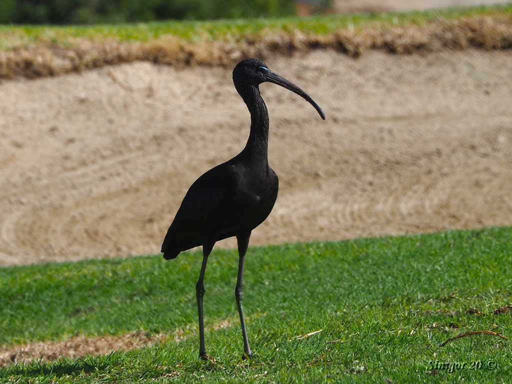 Schwarzer Ibis