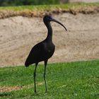 Schwarzer Ibis