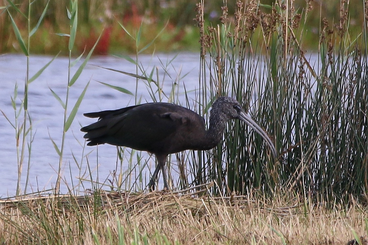 Schwarzer Ibis (Sichler) auf Texel - eine Rarität 