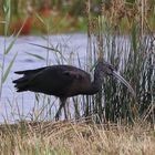 Schwarzer Ibis (Sichler) auf Texel - eine Rarität 