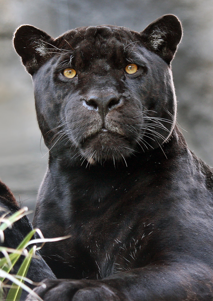 schwarzer Jaguar Foto &amp; Bild | tiere, zoo, wildpark &amp; falknerei ...