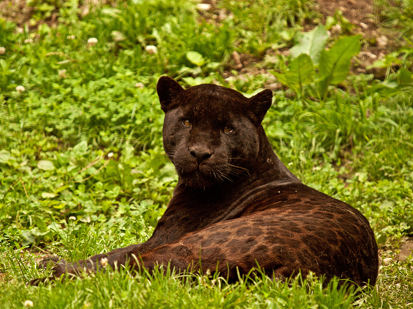 schwarzer Jaguar