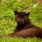 schwarzer Jaguar