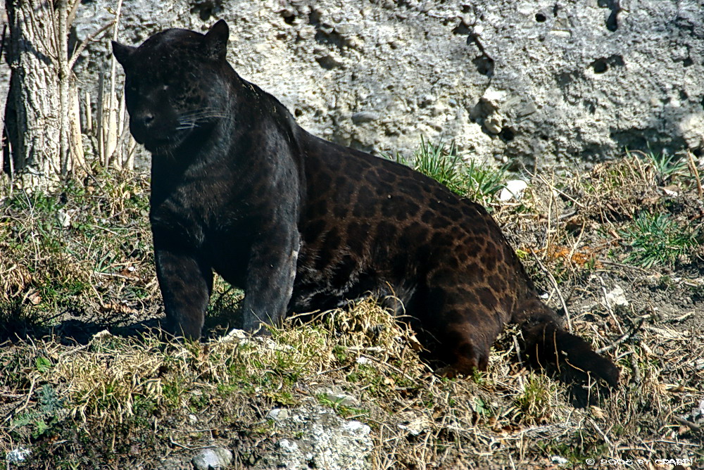 Schwarzer Jaguar