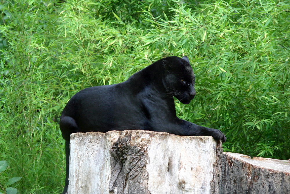 Schwarzer Jaguar (Zoo Rostock)