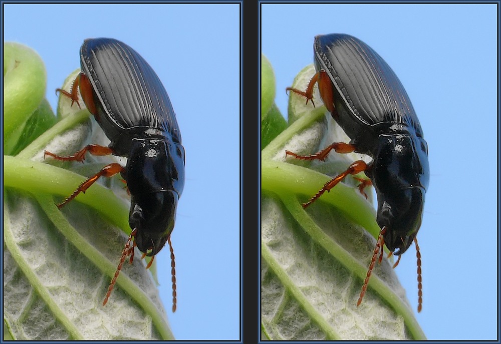 Schwarzer Käfer Foto & Bild stereoskopische raumbilder, kreuzblickstereos, spezial Bilder auf