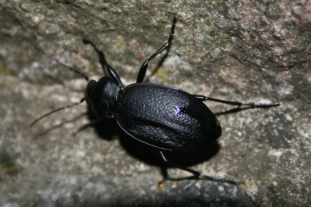 schwarzer käfer