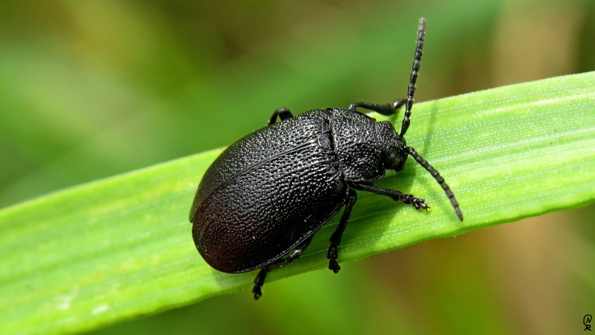 Schwarzer Käfer Foto & Bild makro, natur, schwarz Bilder