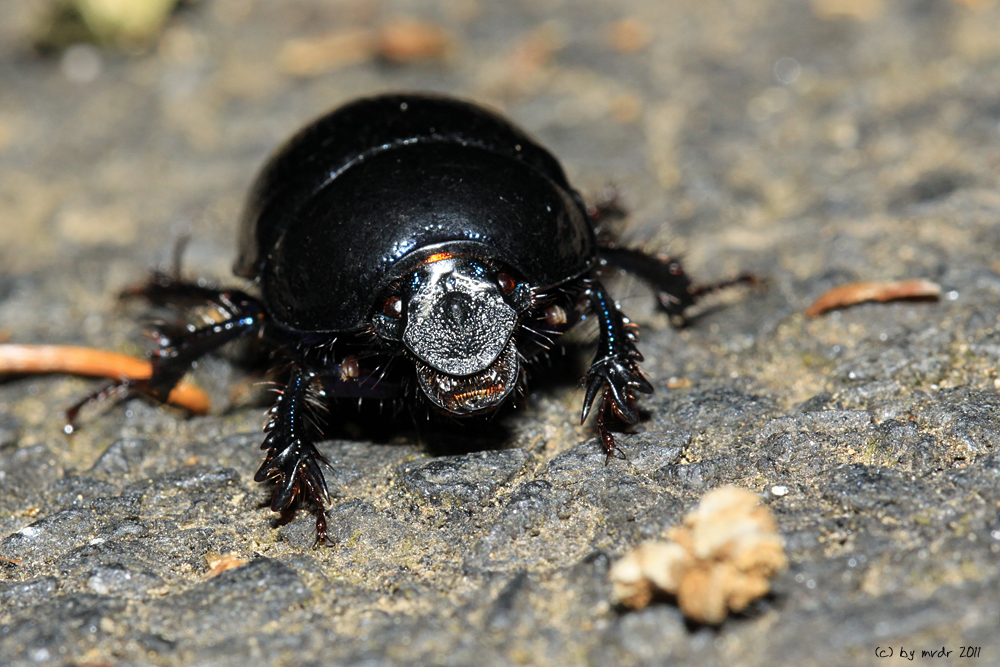 schwarzer Käfer