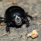 schwarzer Käfer