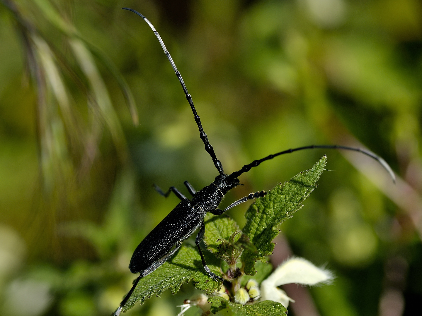 Schwarzer Käfer