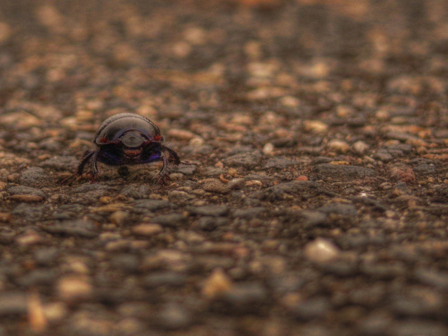 Schwarzer Käfer auf Asphalt